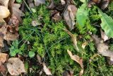 Plagiomnium undulatum. Вегетирующие растения. Тульская обл., окр. пос. Дубна, лиственный лес возле болота перед переходом через руч. Веенка, на почве. 21.10.2021.