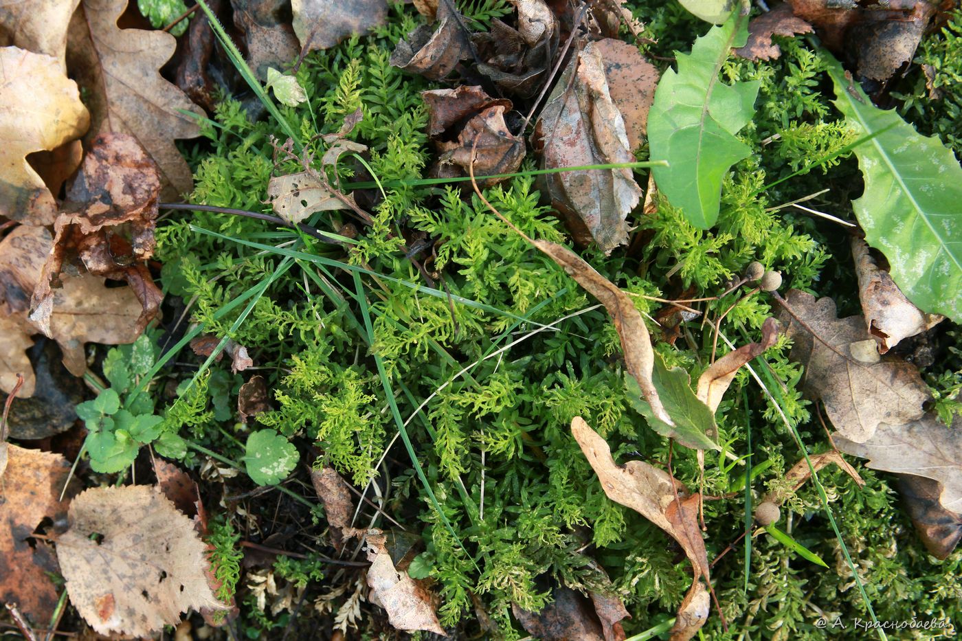 Image of Plagiomnium undulatum specimen.