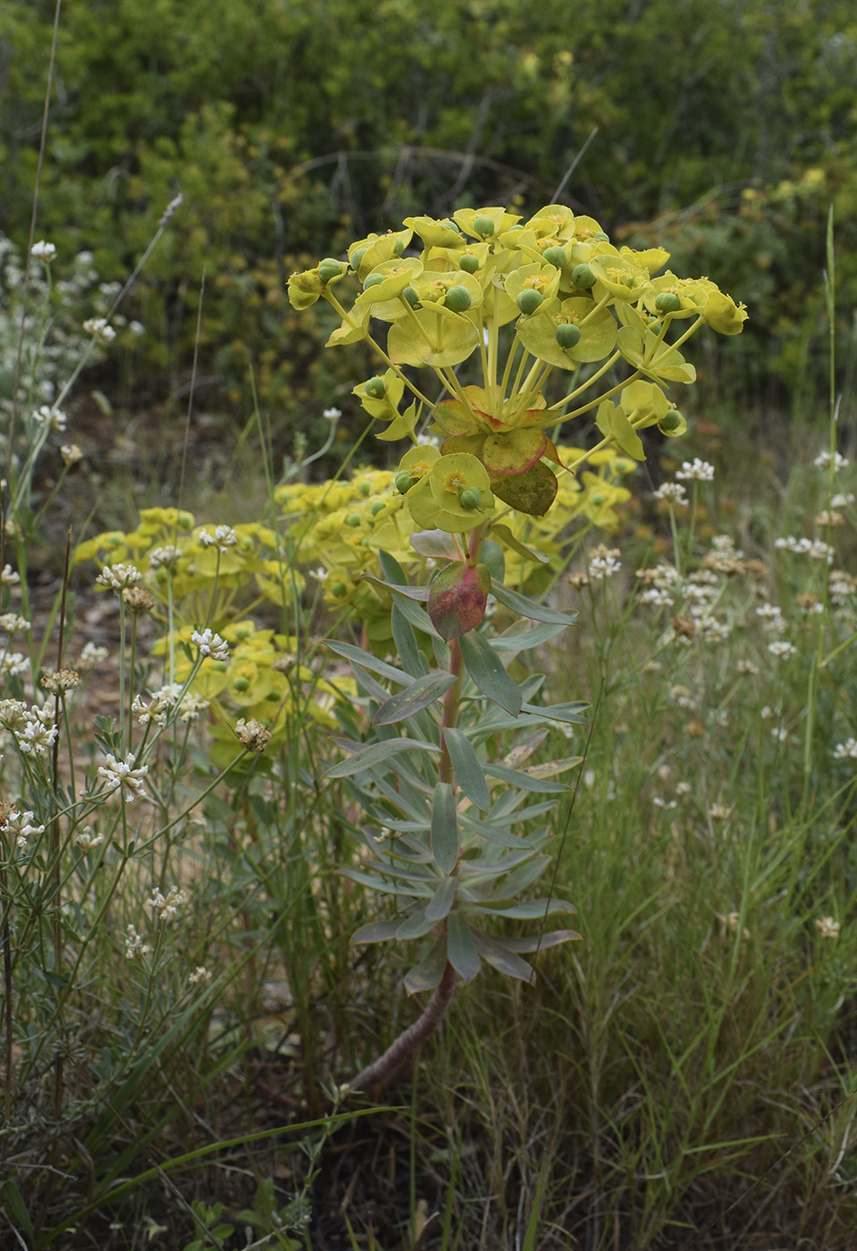 Image of Euphorbia nicaeensis specimen.