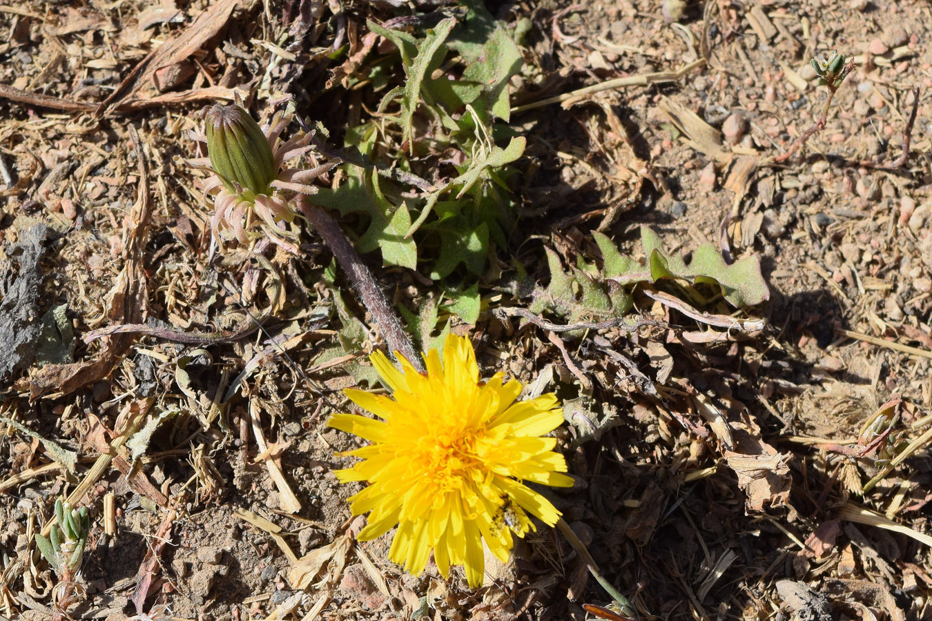 Изображение особи род Taraxacum.