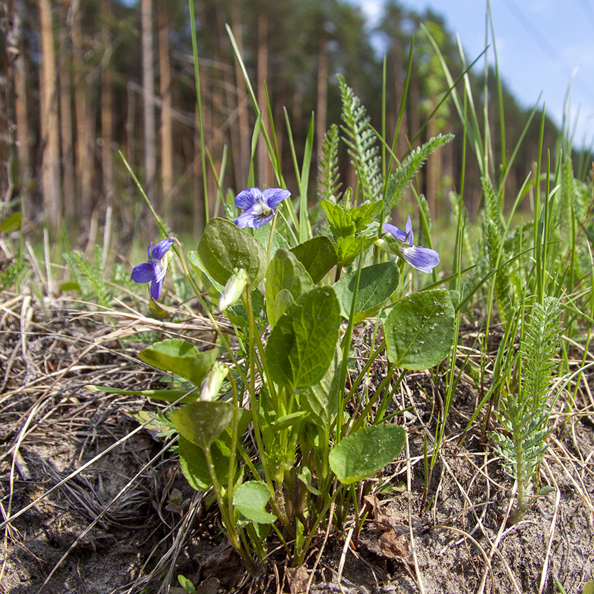 Image of genus Viola specimen.