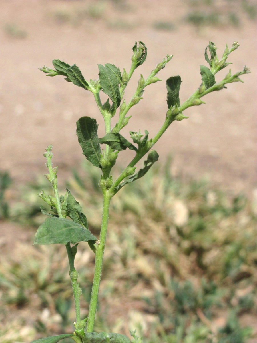 Изображение особи Euclidium syriacum.