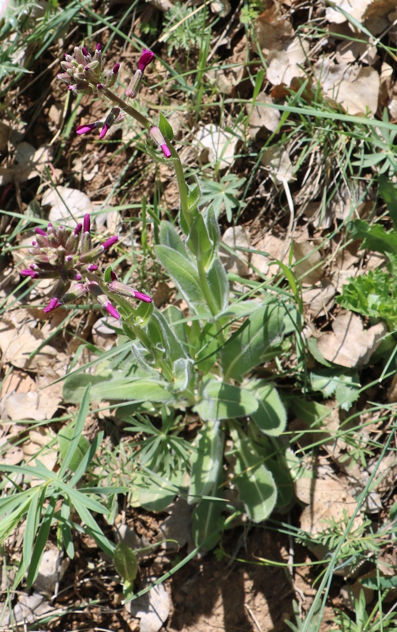 Изображение особи род Matthiola.