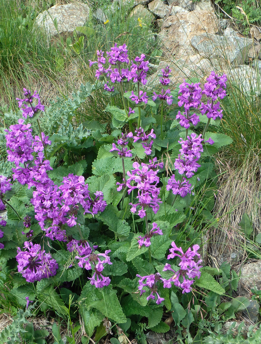 Image of Betonica macrantha specimen.