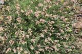 Silene spergulifolia