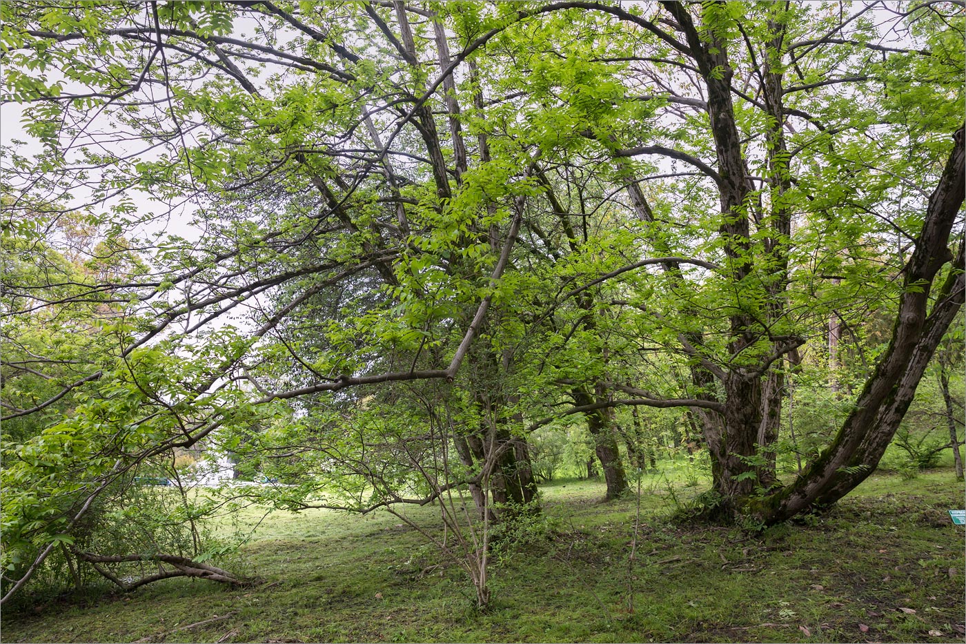 Image of Pterocarya rhoifolia specimen.