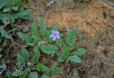 Erodium hoefftianum