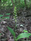 Platanthera chlorantha