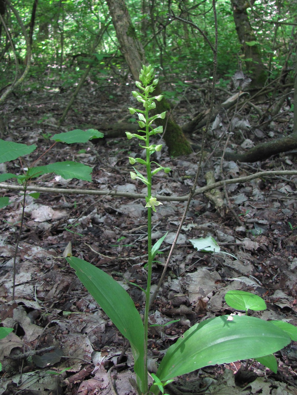 Image of Platanthera chlorantha specimen.