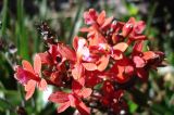 семейство Orchidaceae. Цветки и бутоны. Венесуэла, национальный парк \"Канайма\", тепуи Рорайма. 03.02.2007.