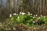 Anemone nemorosa