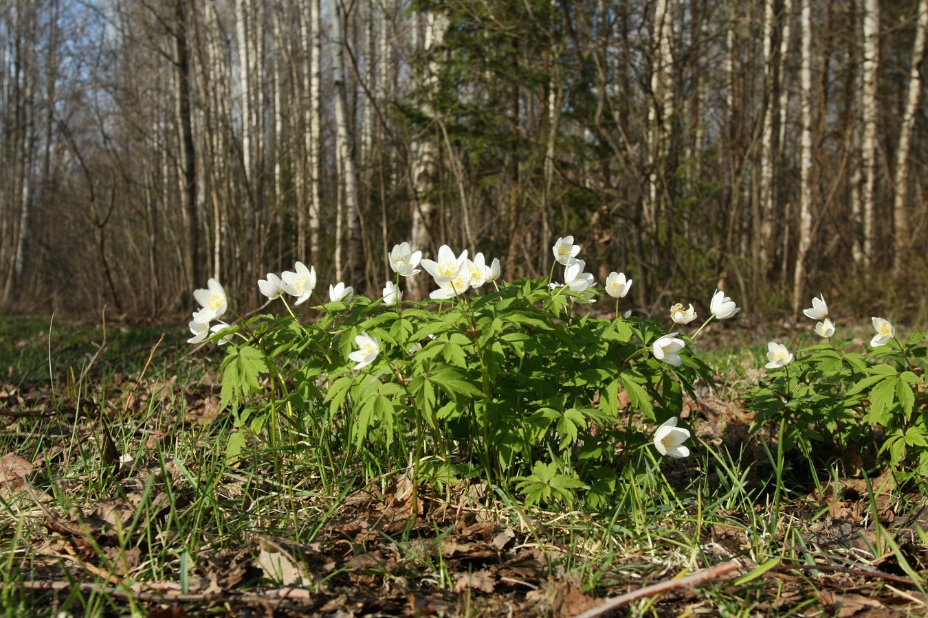 Изображение особи Anemone nemorosa.