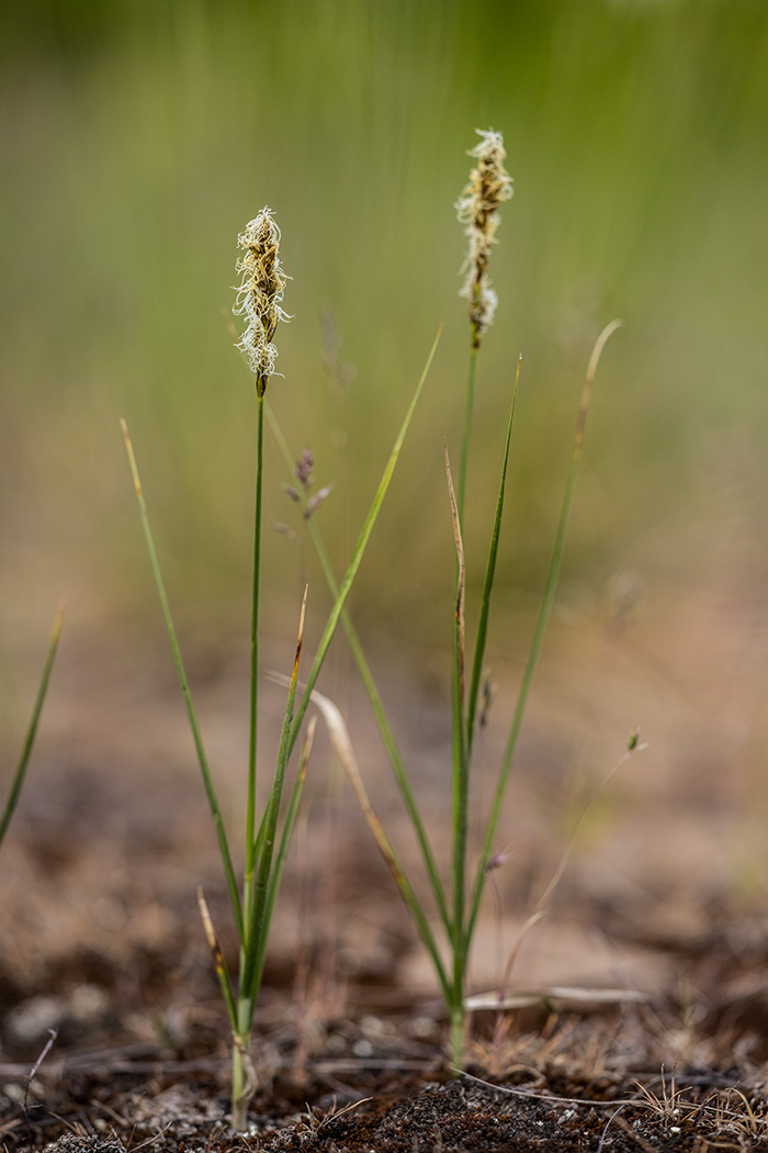 Image of Carex praecox specimen.
