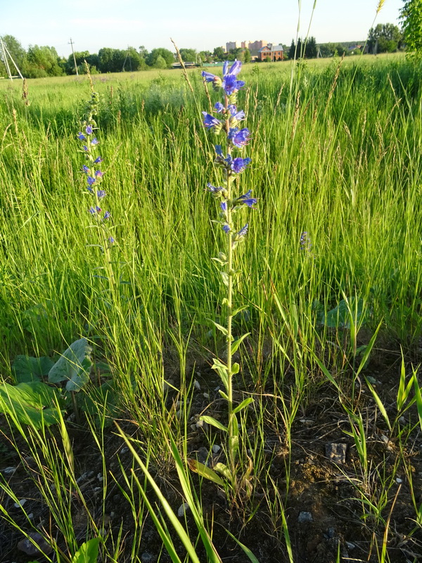 Изображение особи Echium vulgare.