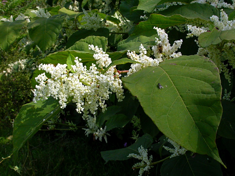 Изображение особи Reynoutria japonica.