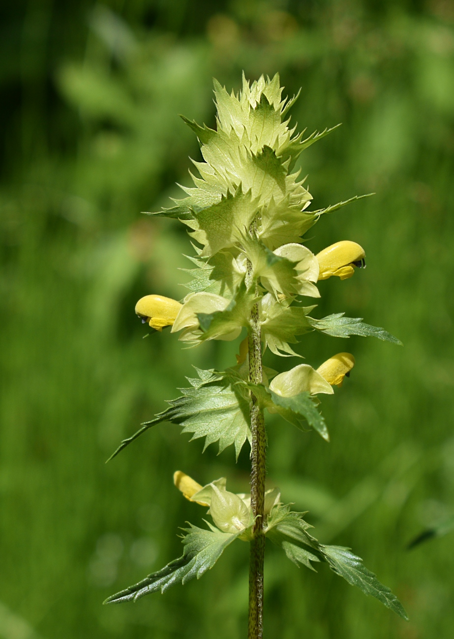 Изображение особи Rhinanthus minor.