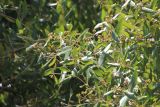 Avicennia marina