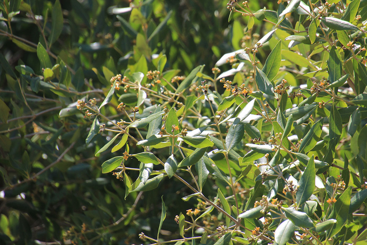 Image of Avicennia marina specimen.