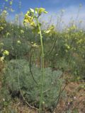 Sisymbrium orientale