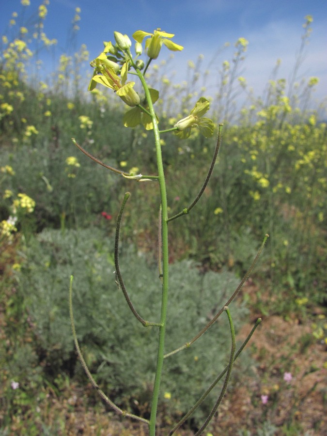 Image of Sisymbrium orientale specimen.