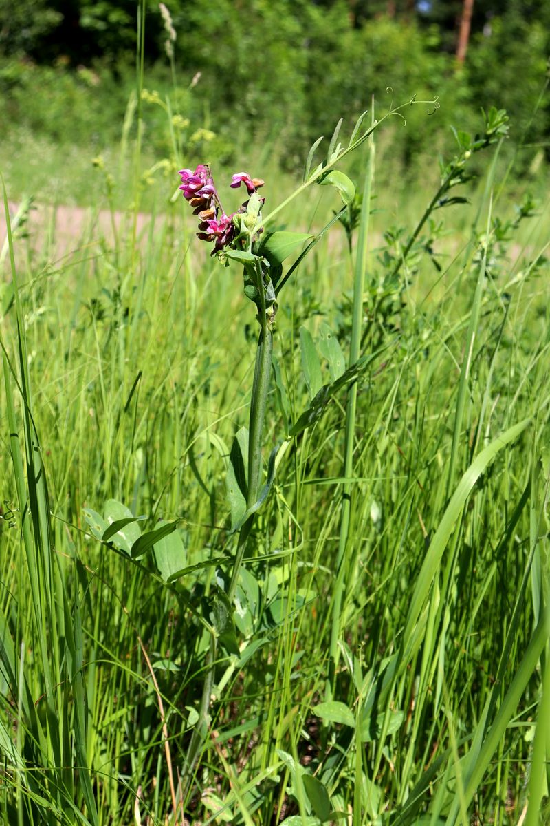 Изображение особи Lathyrus pisiformis.