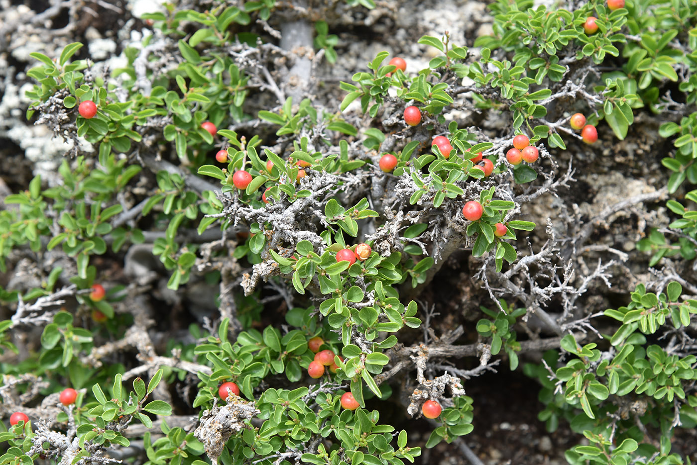 Изображение особи Cerasus tianshanica.