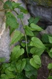 Hablitzia tamnoides. Побег (на заднем плане - синие цветки Solanum). Республика Ингушетия, Джейрахский р-н, заброшенное селение Эгикхал, рядом со стеной башни. 22 июня 2022 г.