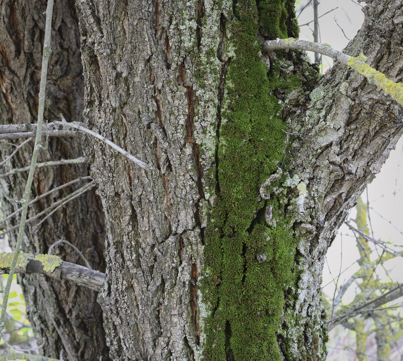 Image of Ulmus pumila specimen.