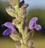 Salvia tesquicola