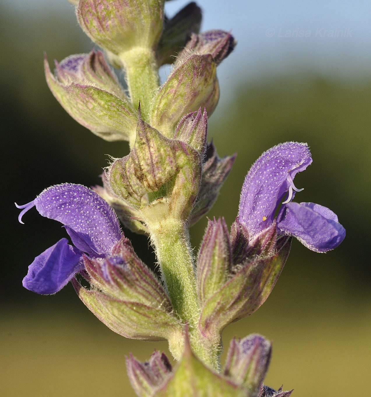 Image of Salvia tesquicola specimen.