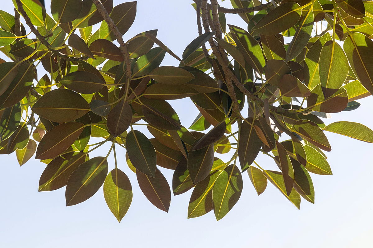 Изображение особи Ficus rubiginosa.