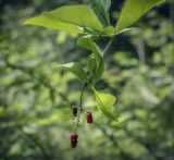 Berberis vulgaris. Верхушка побега с прошлогодним соплодием. Пермский край, Кунгурский р-н, правый берег р. Сылва, окр. ур. Камень Ермак, бывшее расположение учебно-научной базы. 04.06.2022.