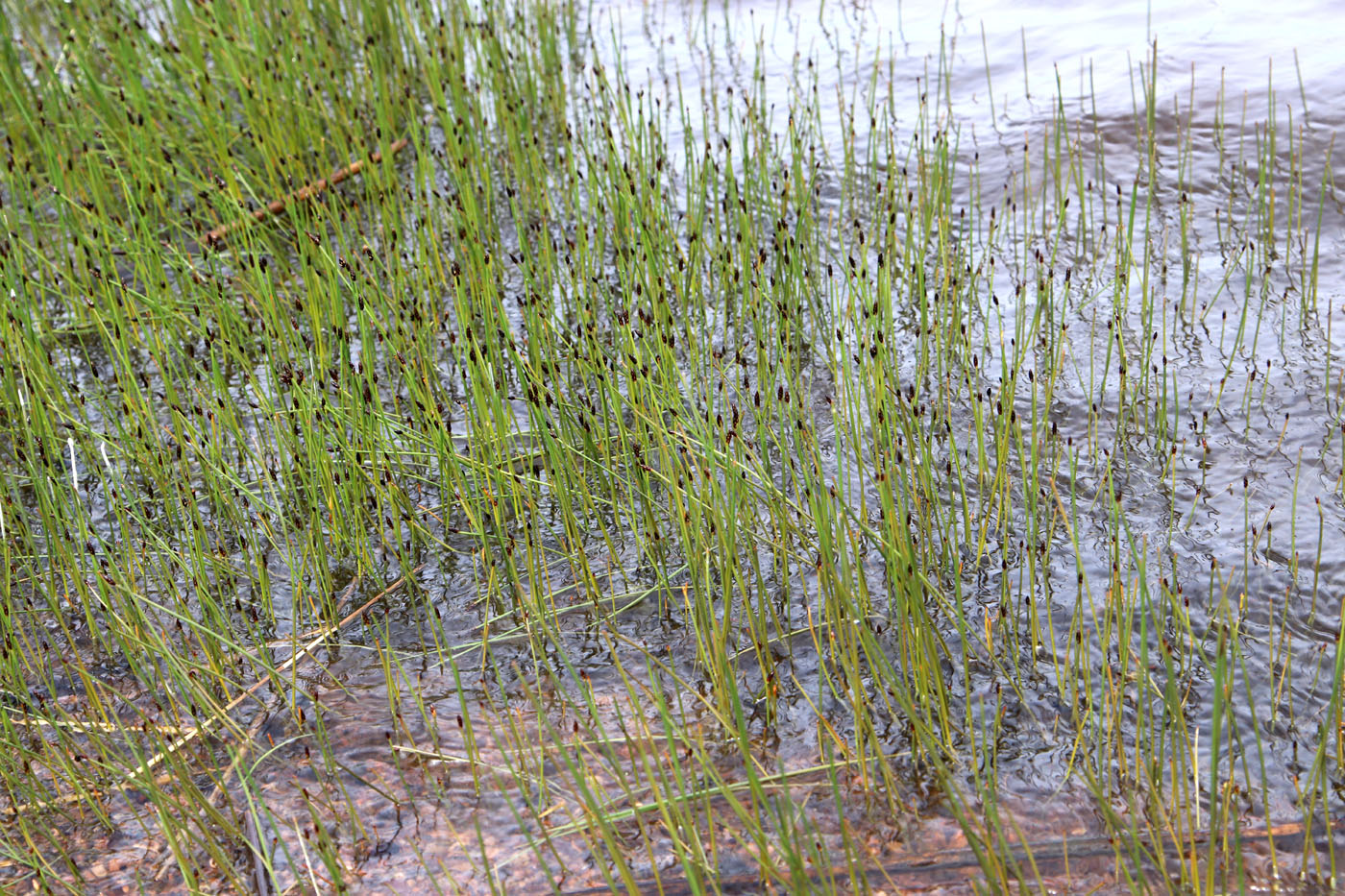 Image of genus Eleocharis specimen.