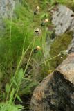 Hieracium glabriligulatum. Верхушка плодоносящего растения. Мурманская обл., Кольский р-н, долина р. Титовка ниже автодороги А138 Мурманск — Печенга, Мельничные водопады, основание скалы у первого сверху водопада. 02.08.2022.