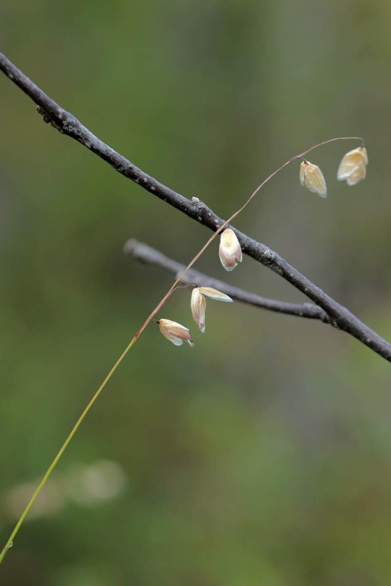 Image of Melica nutans specimen.