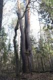 Pinus sylvestris. Нижняя часть старого дерева с аномальным ветвлением (после гибели главного ствола). Калужская обл., Боровский р-н между деревней Чёлохово и Чёлоховским ручьём, смешанный лес. 27 октября 2022 г.