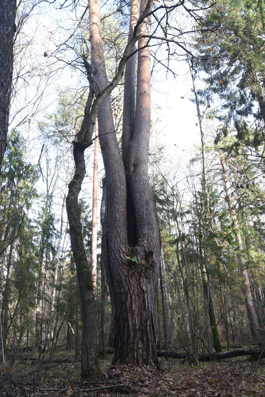 Image of Pinus sylvestris specimen.