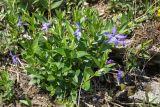 Vinca herbacea