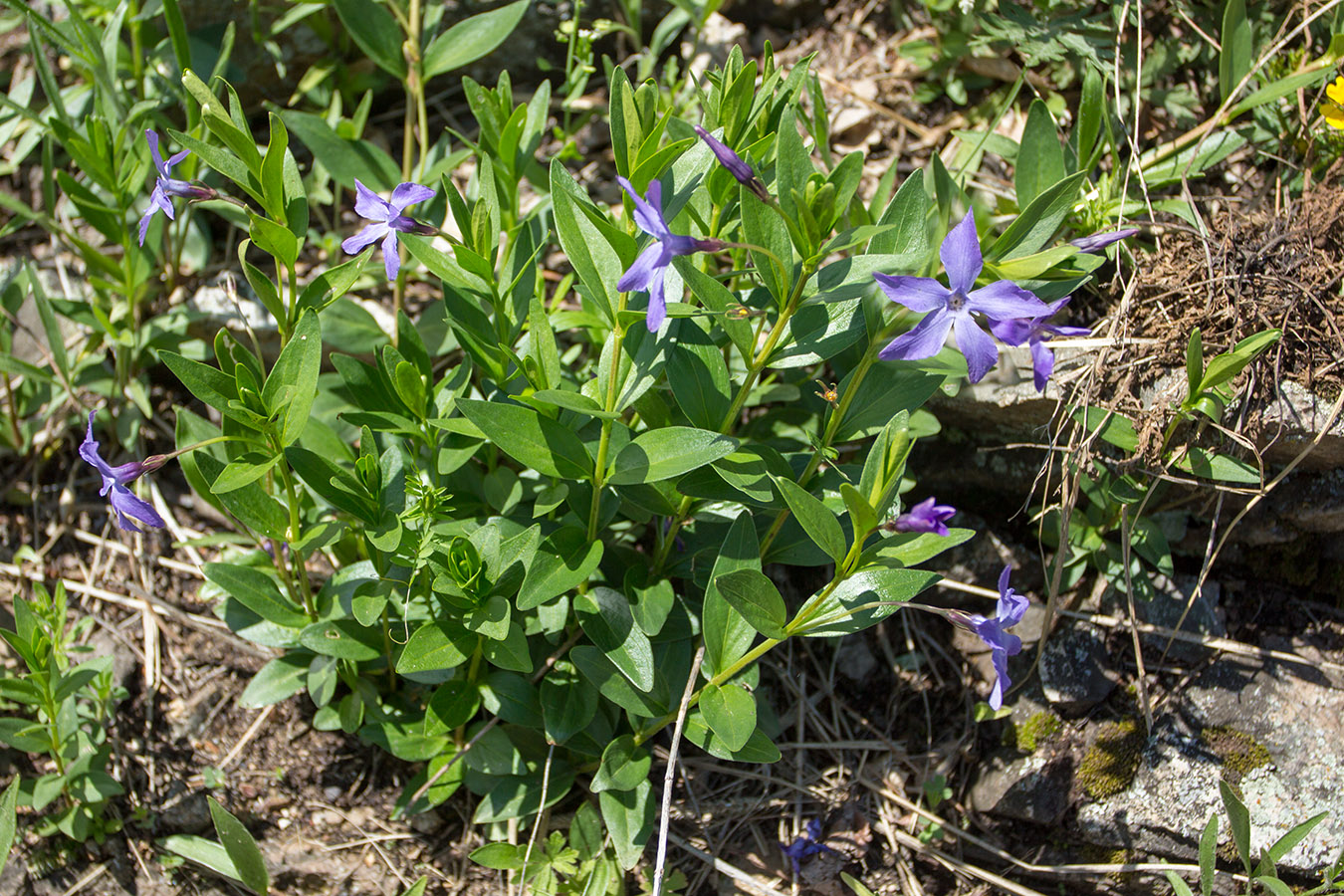 Изображение особи Vinca herbacea.