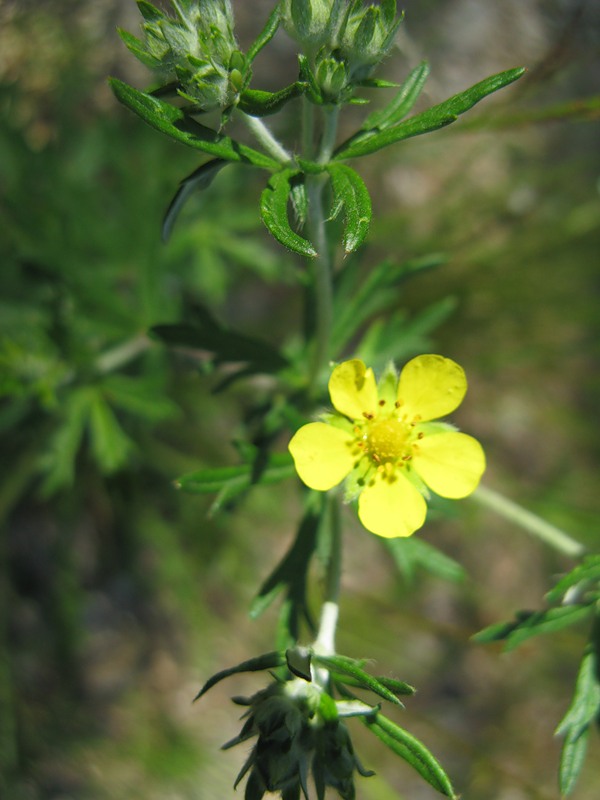 Изображение особи Potentilla argentea.