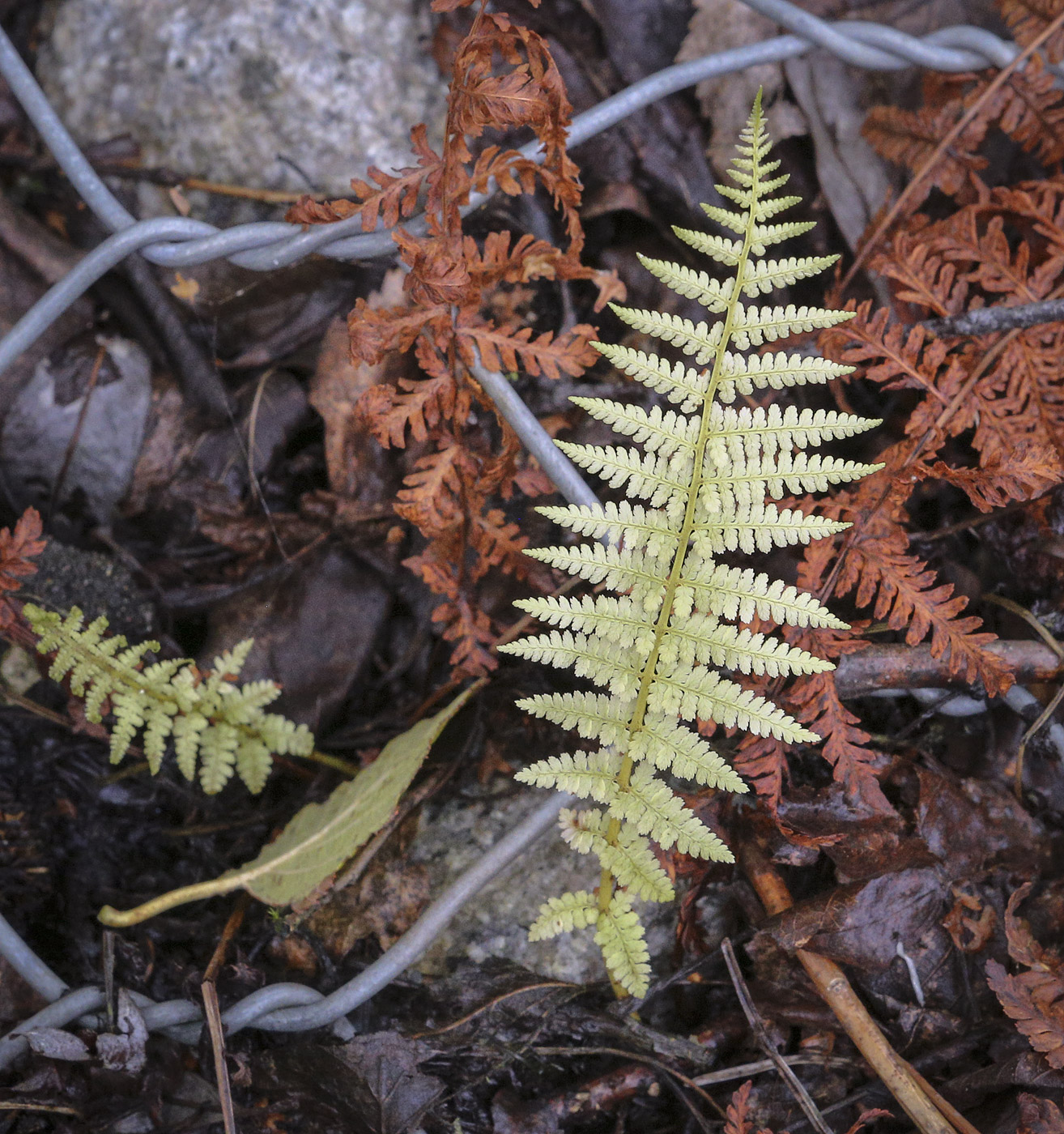 Image of Athyrium filix-femina specimen.