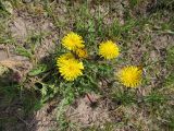 Taraxacum officinale. Цветущее растение. Беларусь, Гродненская обл., г. Новогрудок, суходольный злаково-разнотравный луг. 30.04.2022.