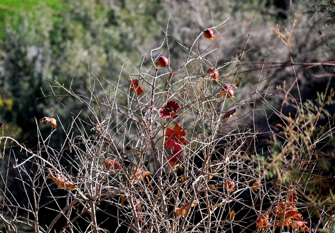 Image of Punica granatum specimen.