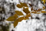 Fraxinus syriaca. Лист в осенней окраске. Израиль, г. Иерусалим, ботанический сад университета. 30.11.2022.