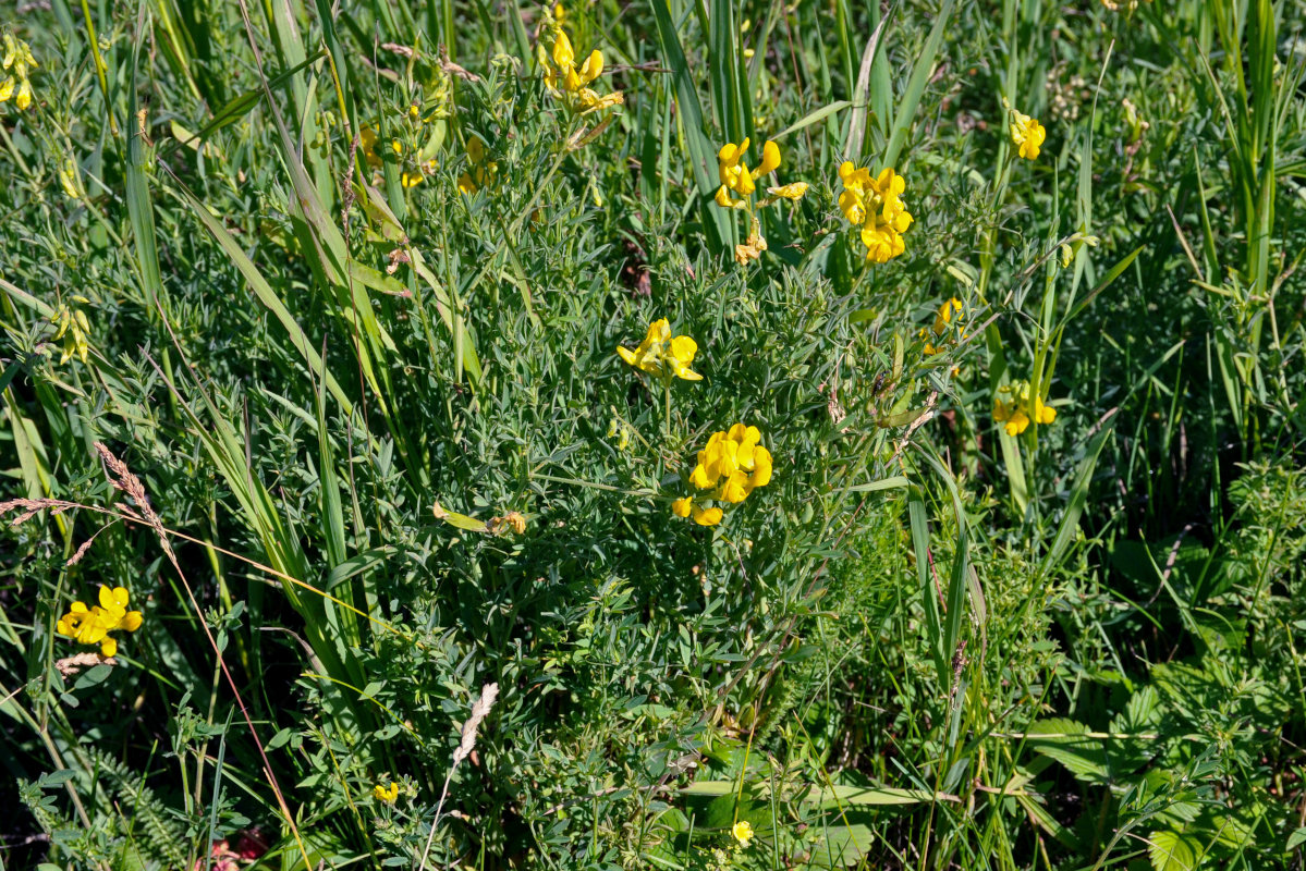 Image of Lathyrus pratensis specimen.
