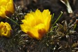 Adonis volgensis