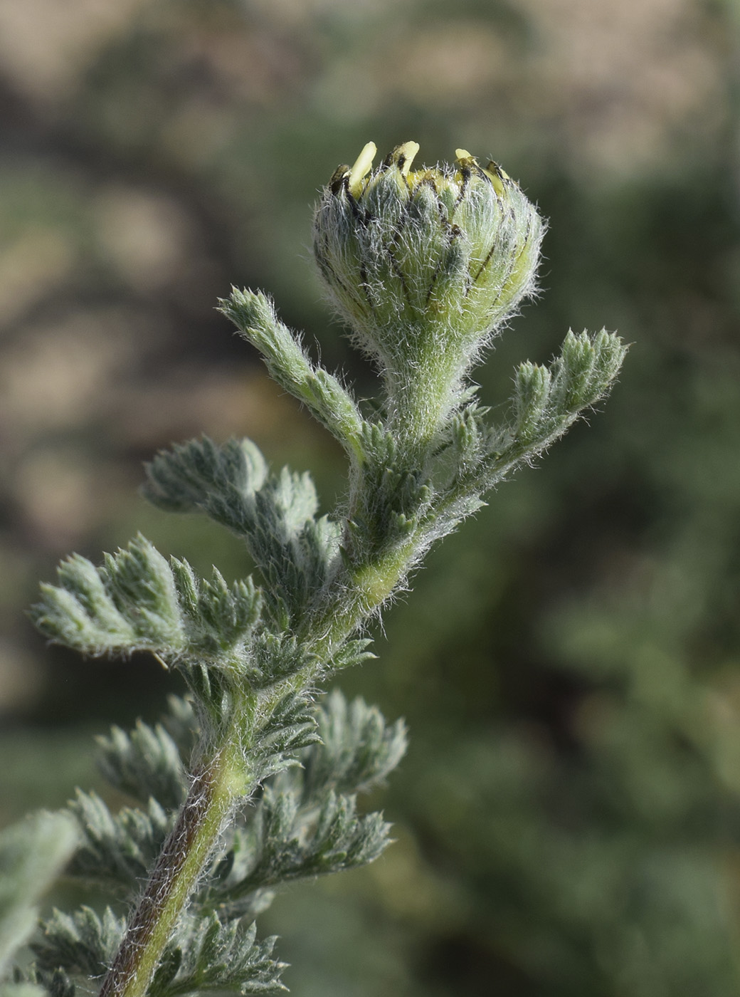 Изображение особи семейство Asteraceae.