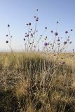 Dipsacus dipsacoides