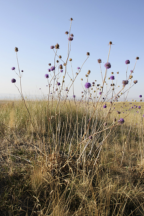 Изображение особи Dipsacus dipsacoides.