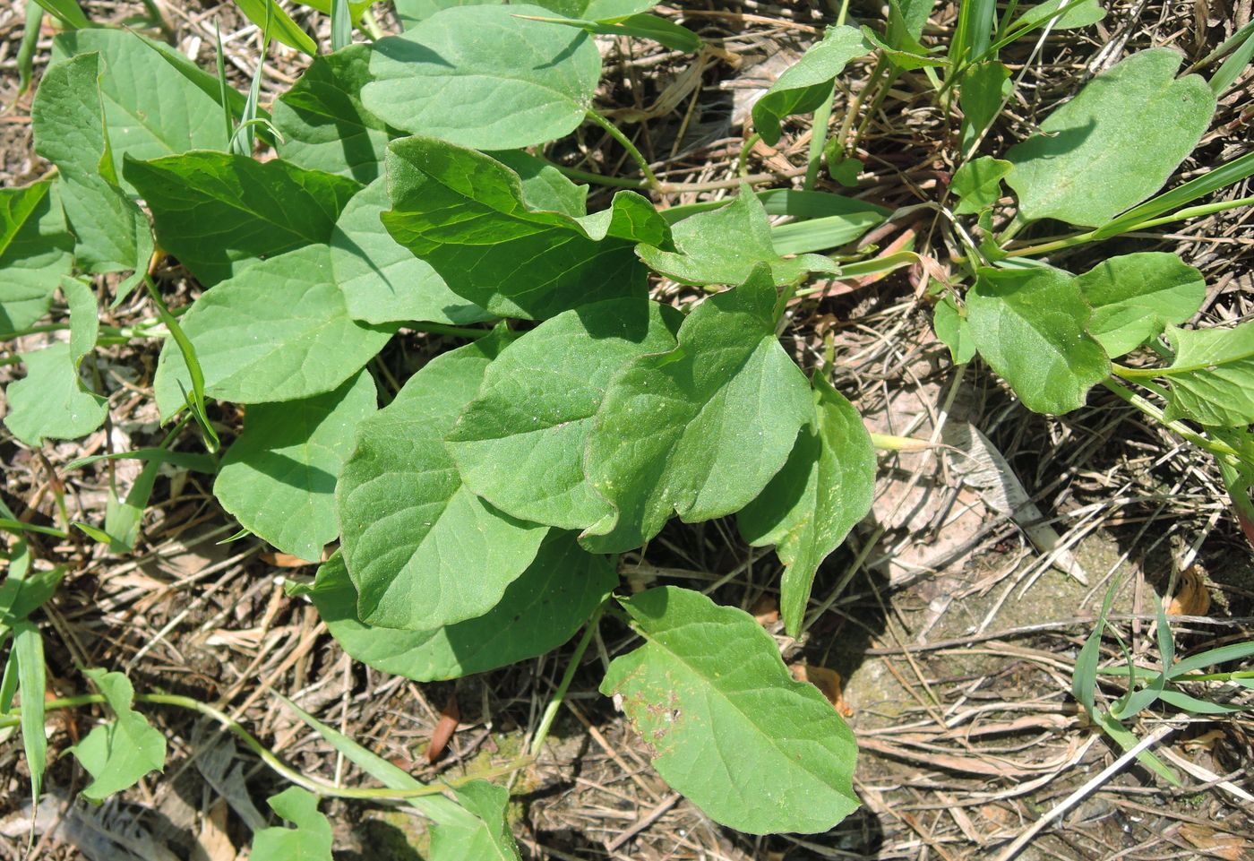 Image of Convolvulus arvensis specimen.